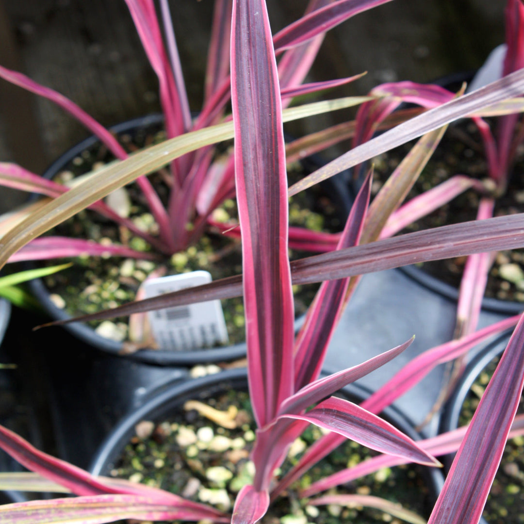 Cordyline australis 'Paso Doble' PP29714 Cordyline, 1 Quart Perennials
