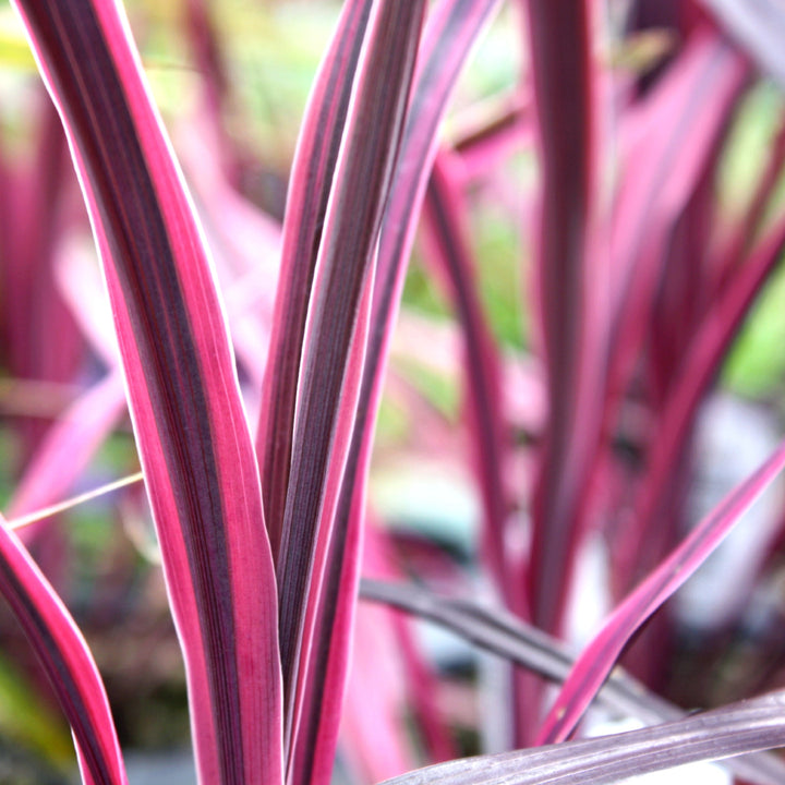Cordyline australis 'Paso Doble' PP29714 Cordyline, 1 Quart Perennials