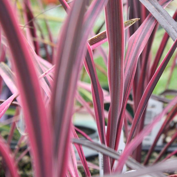 Cordyline australis 'Paso Doble' PP29714 Cordyline, 1 Quart Perennials