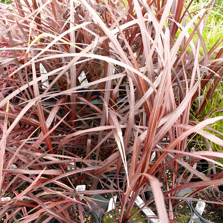 Cordyline australis 'Design-A-Line Burgundy' PP24764 Cordyline, 1 Quart Perennials
