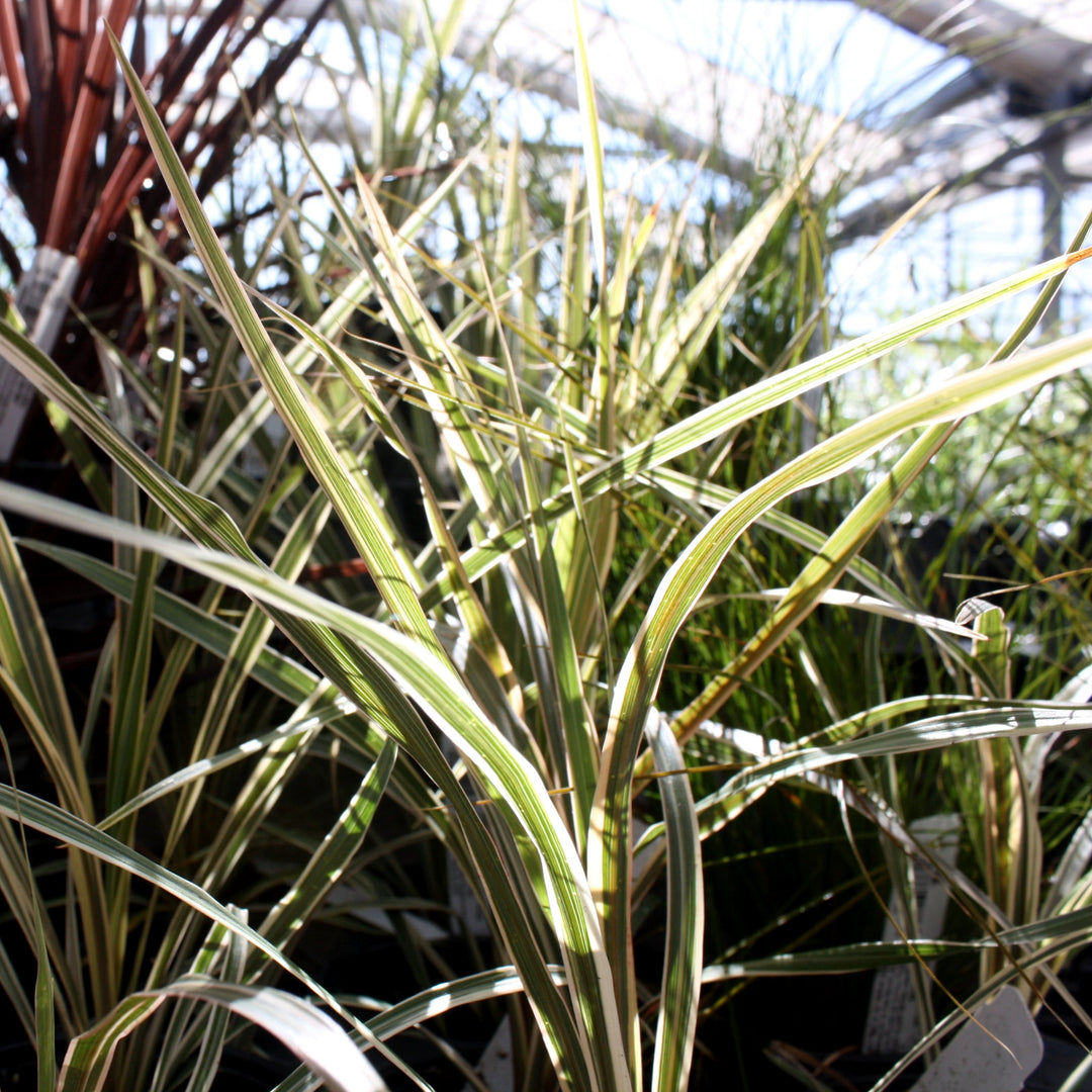 Cordyline australis 'Torbay Dazzler' Cordyline, 1 Quart Perennials