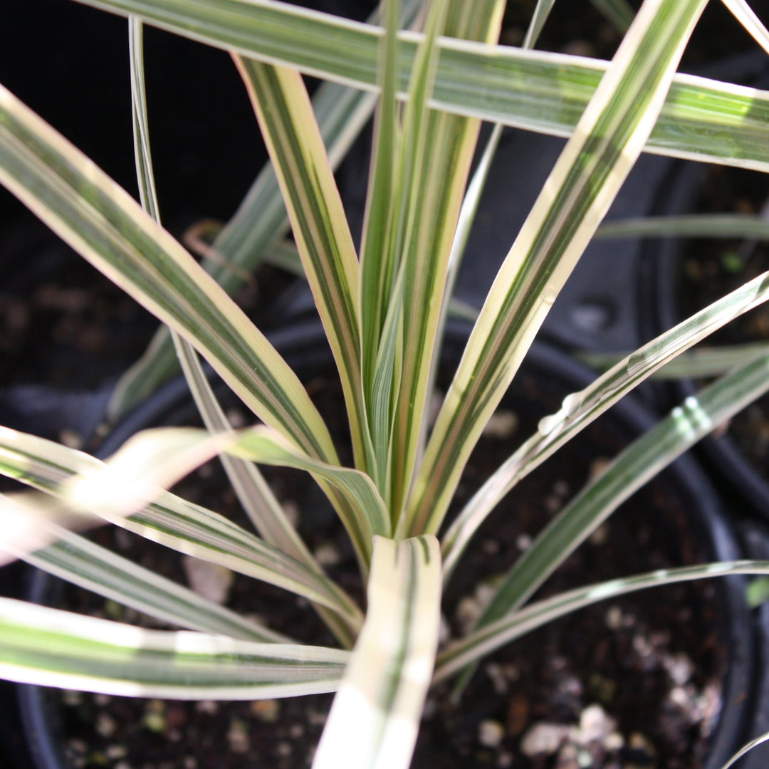Cordyline australis 'Torbay Dazzler' Cordyline, 1 Quart Perennials