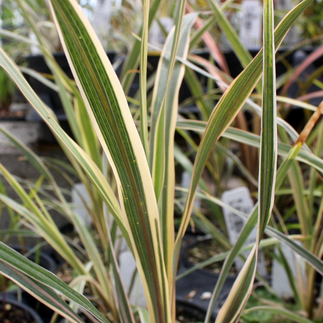 Cordyline australis 'Torbay Dazzler' Cordyline, 1 Quart Perennials