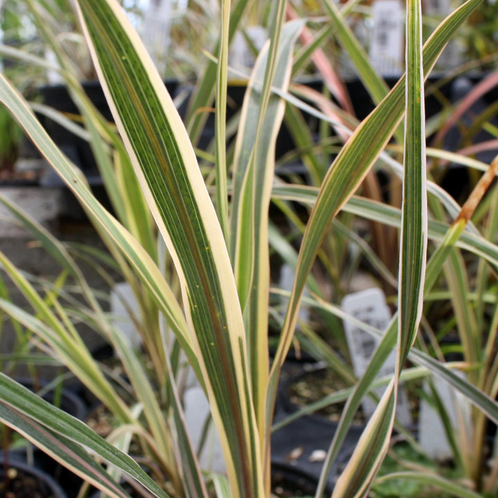 Cordyline australis 'Torbay Dazzler' Cordyline, 1 Quart Perennials