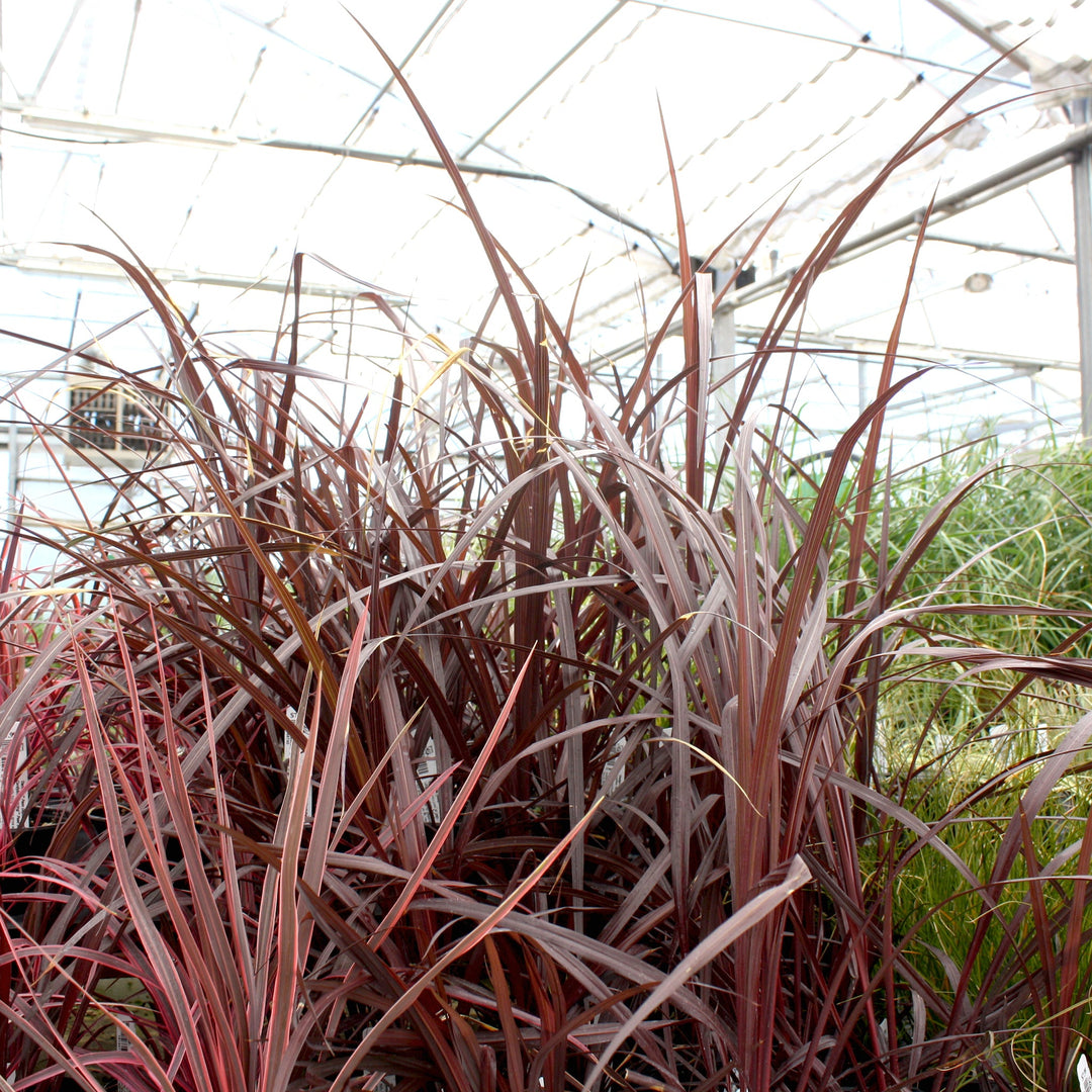 Cordyline australis 'Design-A-Line Burgundy' PP24764 Cordyline, 1 Quart Perennials