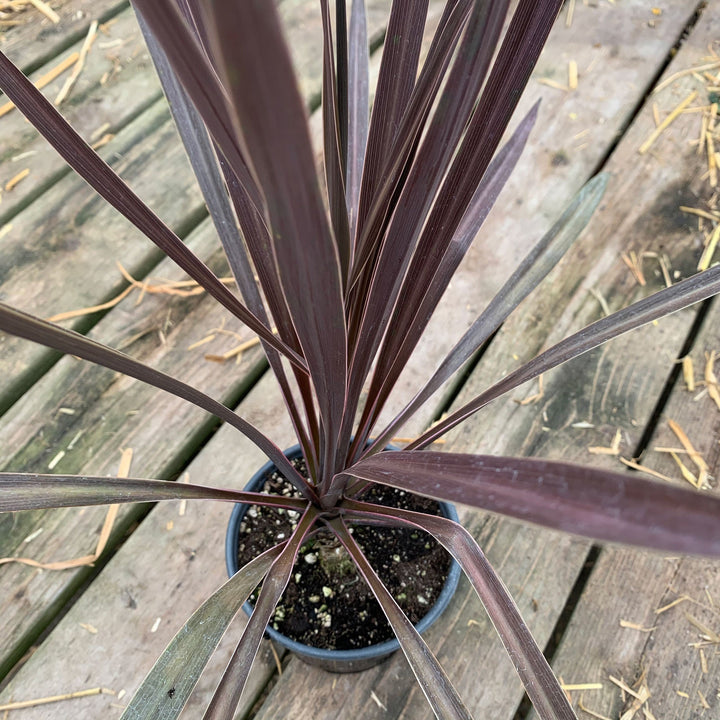 Cordyline australis 'Red Sensation' Cordyline, 1 Quart Perennials