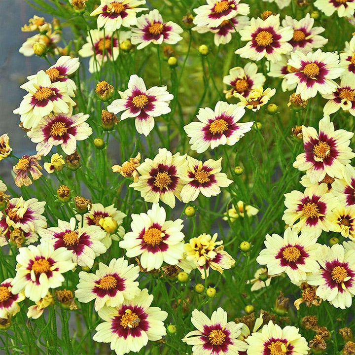 Al's Garden & Home 'Superstar' Coreopsis, 1 Gallon perennial