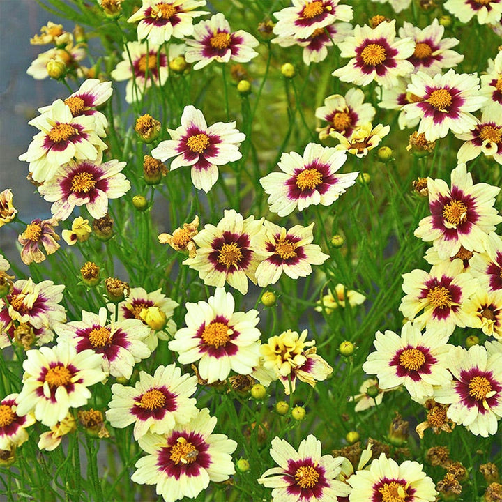 Coreopsis x 'Superstar' PP30805 Coreopsis, 1 Gallon Perennials