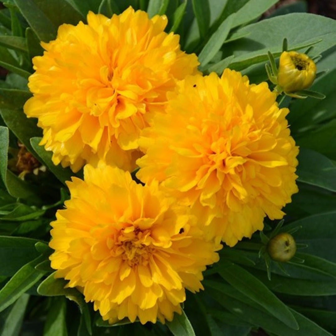 Coreopsis grandiflora 'DCORE016' PP25241 Large-Flowered Coreopsis, 1 Gallon Perennials