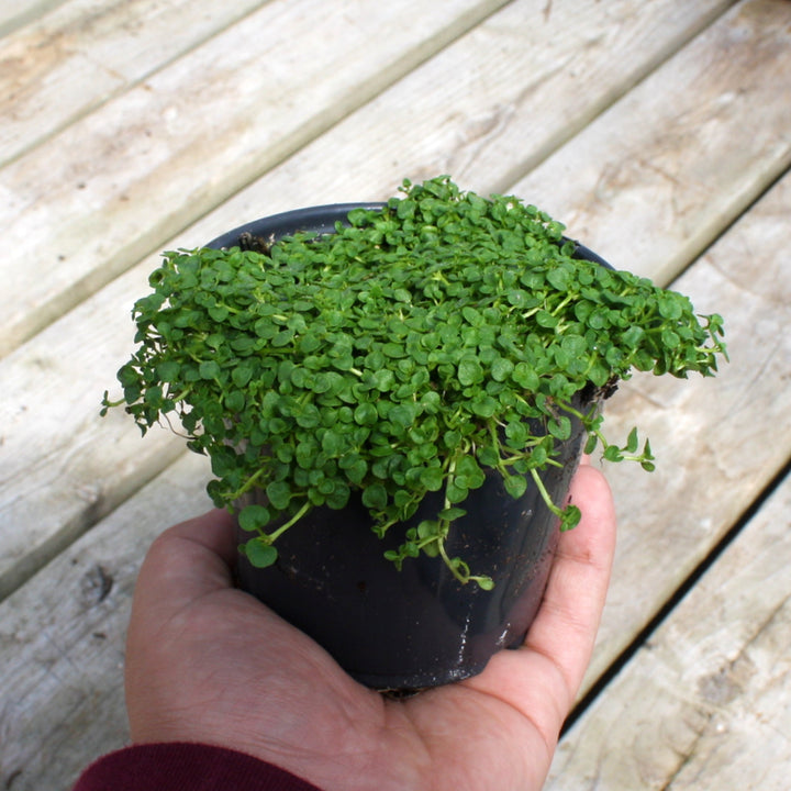 Mentha requienii Corsican Mint, 1 Quart Perennials