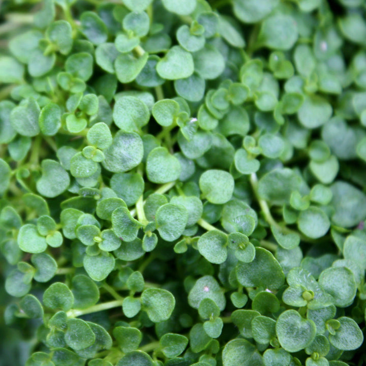 Mentha requienii Corsican Mint, 1 Quart Perennials