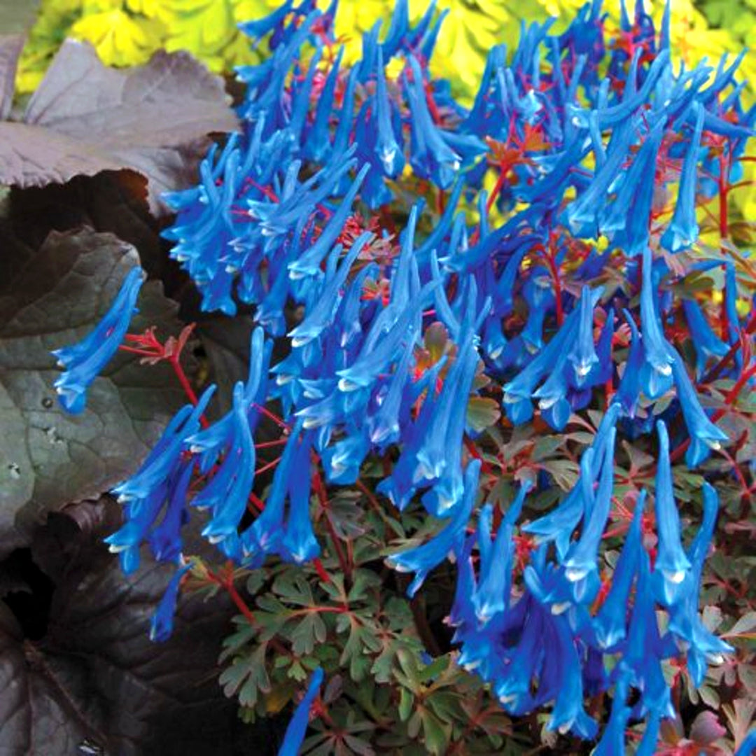 Corydalis curviflora var. rosthornii 'Blue Heron' Corydalis, 1 Gallon Perennials