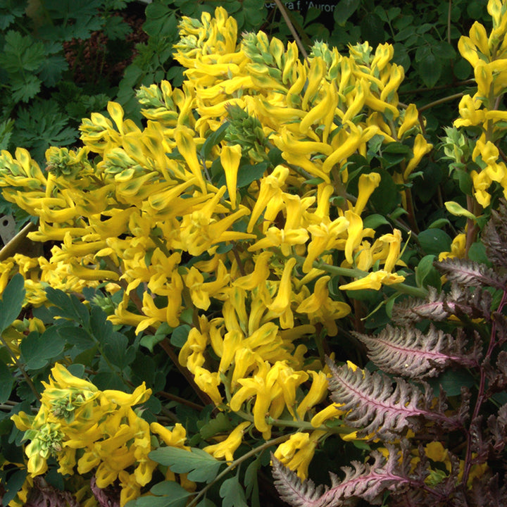 Corydalis x 'Canary Feathers' PP18909 Corydalis, 1 Gallon Perennials