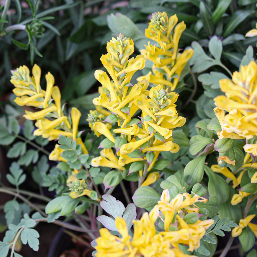 Corydalis x 'Canary Feathers' PP18909 Corydalis, 1 Gallon Perennials
