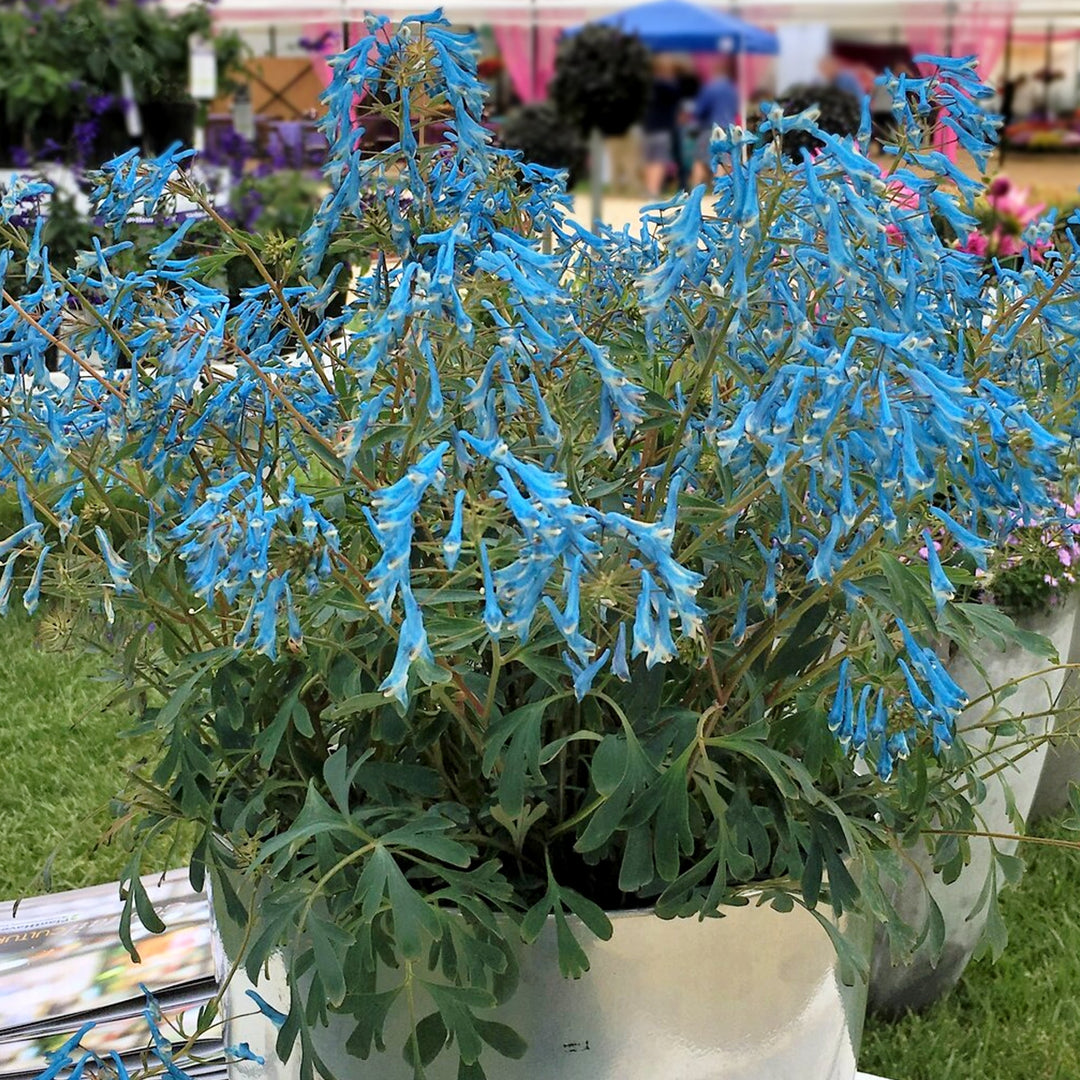 Corydalis x 'Porcelain Blue' Corydalis, 1 Gallon Perennials