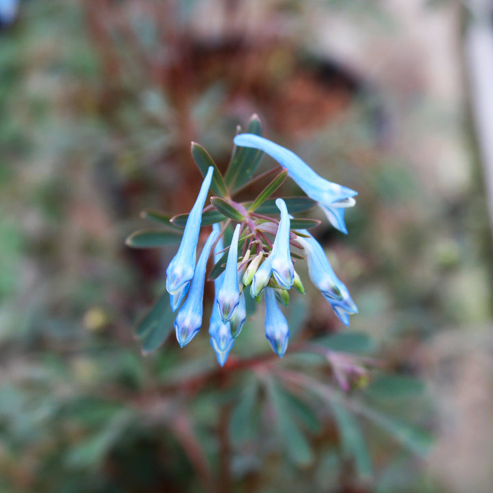 Corydalis x 'Porcelain Blue' Corydalis, 1 Gallon Perennials