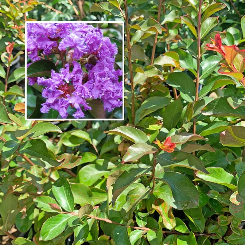 Al's Garden & Home 'Catawba' Crape Myrtle (Lagerstroemia), 1 Gallon shrub