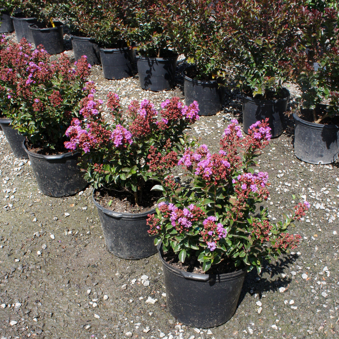 Lagerstroemia indica 'Purple Magic' PP23906 Crape Myrtle, 7 Gallon Shrubs