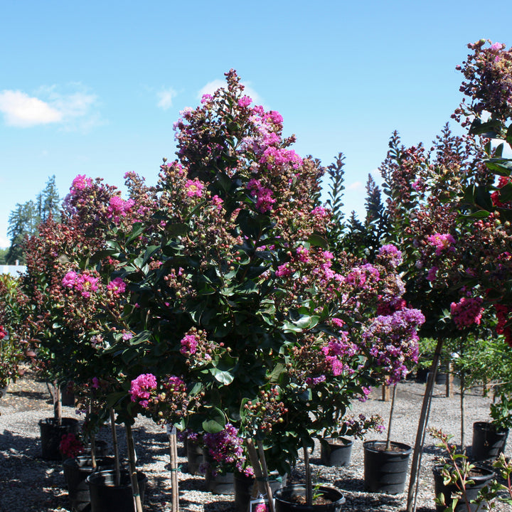 Al's Garden & Home 'Maroon Star' Crape Myrtle (Lagerstroemia), 15 Gallon Standard Tree shrub