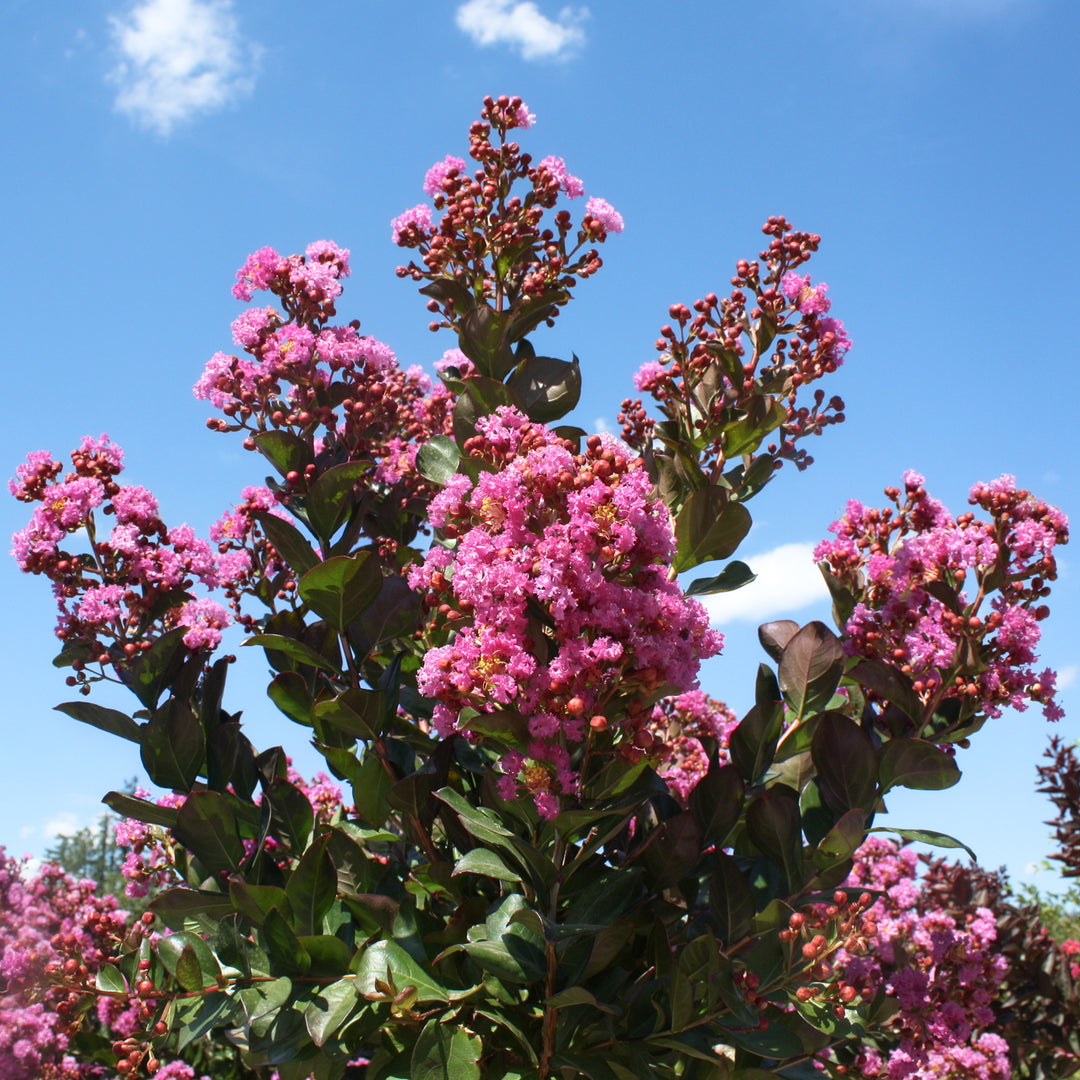 Al's Garden & Home 'Maroon Star' Crape Myrtle (Lagerstroemia), 15 Gallon Standard Tree shrub