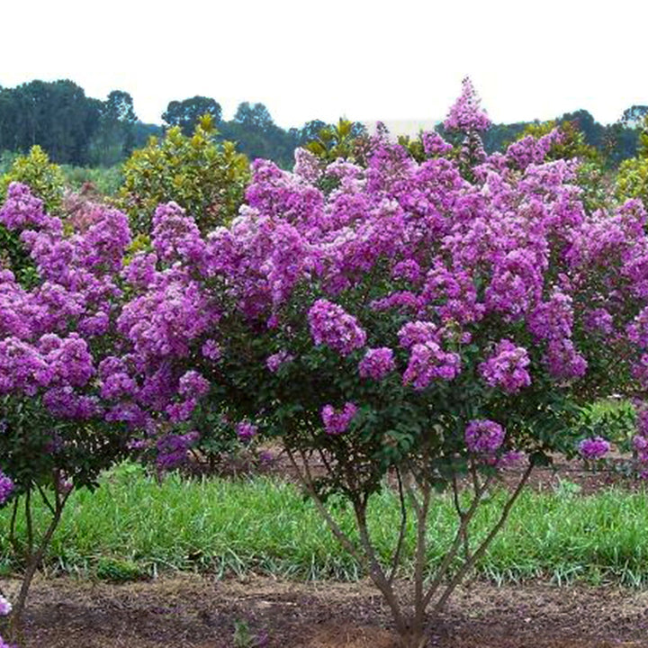 Lagerstroemia indica 'Purple Magic' PP23906 Crape Myrtle, 3 Gallon Shrubs