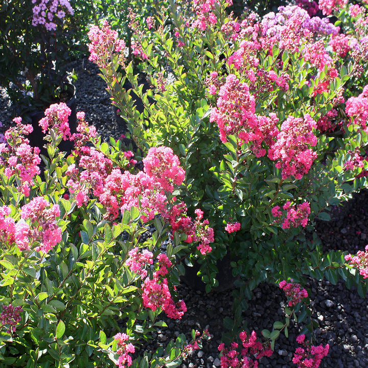 Lagerstroemia fauriei x indica 'Coral Magic' PP23922 Crape Myrtle, 7 Gallon Shrubs
