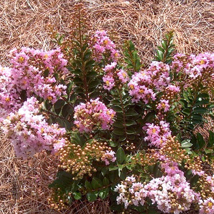 Al's Garden & Home 'Dazzle Me Pink' Crape Myrtle (Lagerstroemia), 1 Gallon shrub