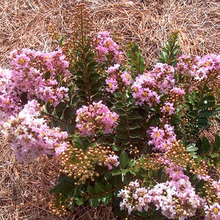 Lagerstroemia indica 'Dazzle Me Pink' Crape Myrtle, 1 Gallon Shrubs