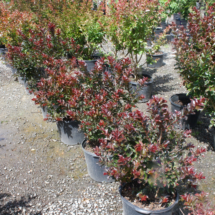 Al's Garden & Home 'First Editions Plum Magic' Crape Myrtle (Lagerstroemia), 1 Gallon shrub