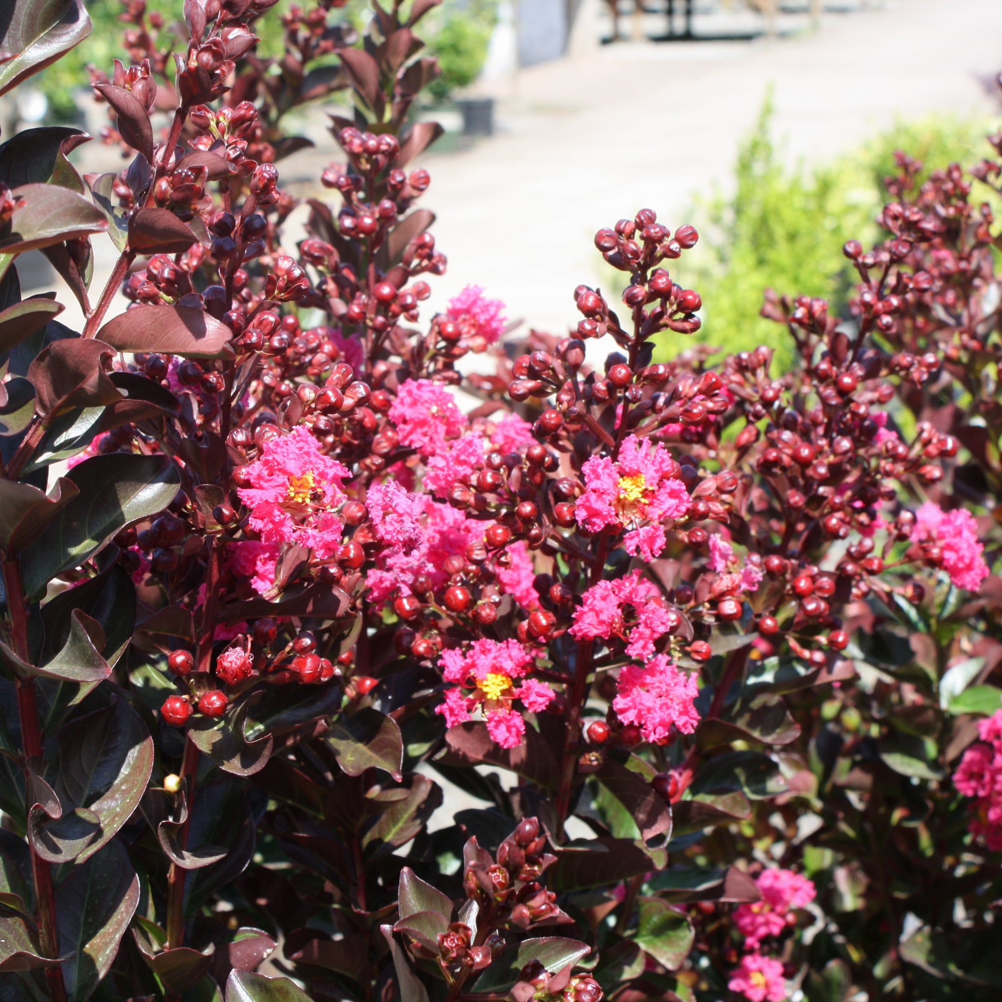 Pink velour store crape myrtle