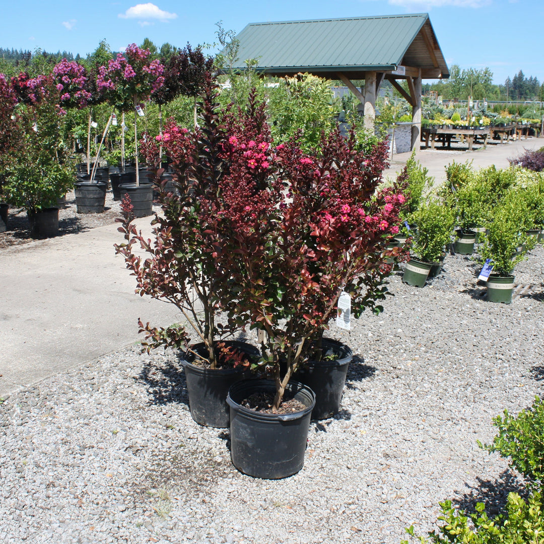 Lagerstroemia indica 'Whit Iii' Crape Myrtle, 7 Gallon Shrubs