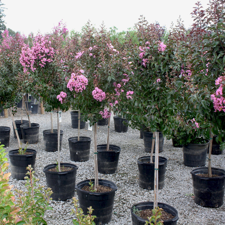 Lagerstroemia indica 'Whit Viii' PP16616 Crape Myrtle Tree, 7 Gallon Trees