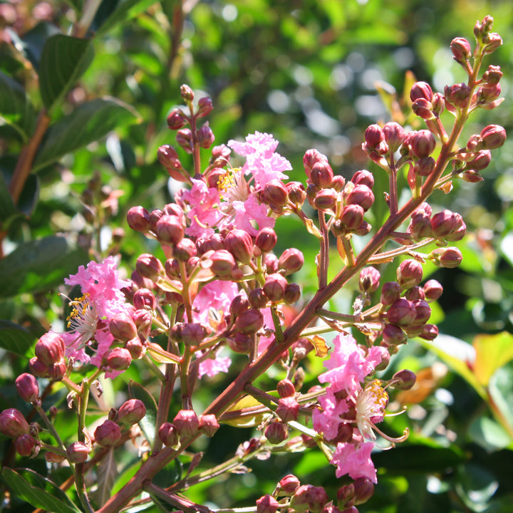 Al's Garden & Home 'Sioux' Crape Myrtle (Lagerstroemia), 1 Gallon shrub