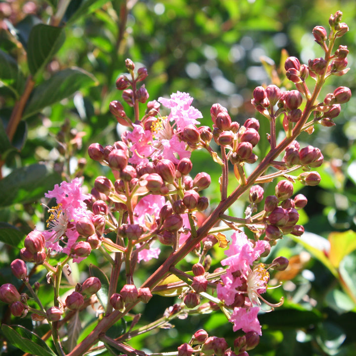 Lagerstroemia fauriei x indica 'Sioux' Crape Myrtle, 1 Gallon Shrubs