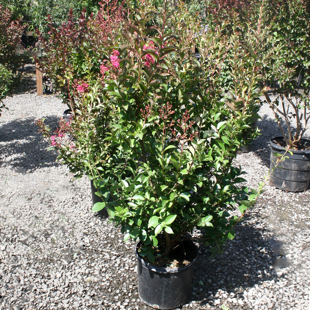 Lagerstroemia fauriei x indica 'Tonto' Crape Myrtle, 1 Gallon Shrubs