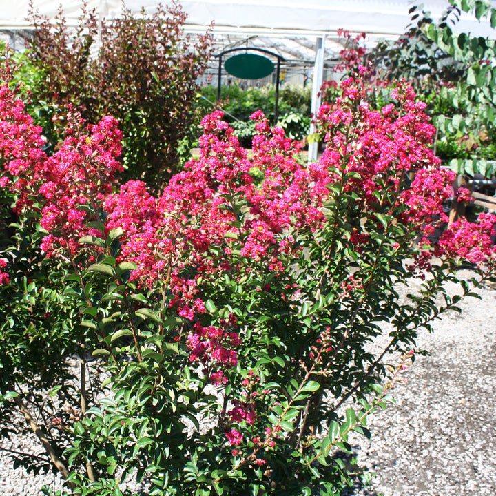 Al's Garden & Home 'Tuscarora' Crape Myrtle (Lagerstroemia), 1 Gallon shrub