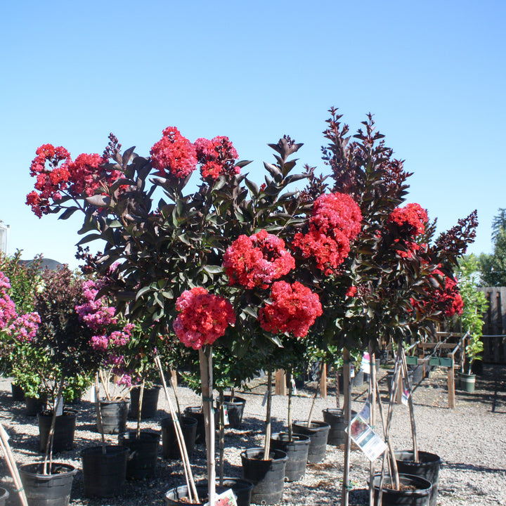 Al's Garden & Home 'Double Dynamite' Crape Myrtle (Lagerstroemia), 10 Gallon Standard Tree shrub