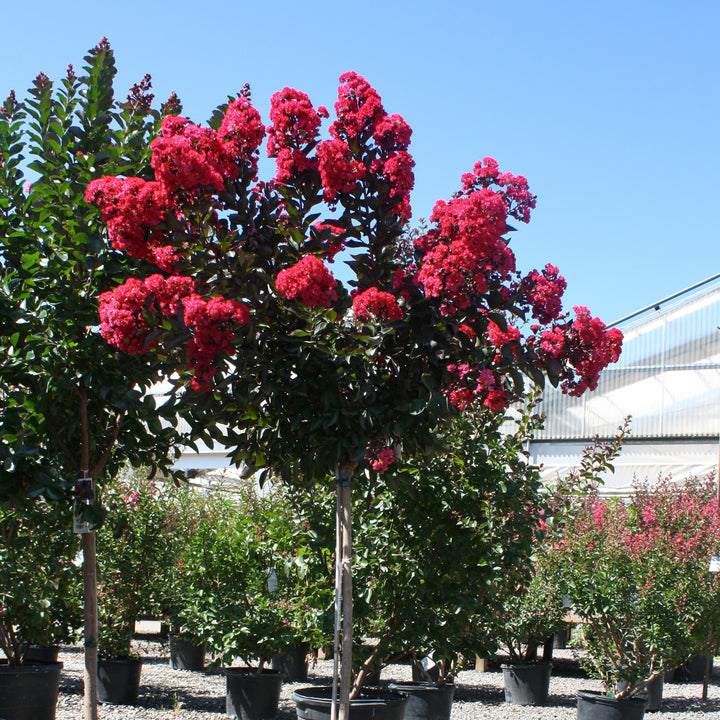 Al's Garden & Home 'Coral Magic' Crape Myrtle (Lagerstroemia), 7 Gallon shrub