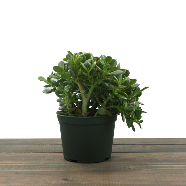 Al's Garden & Home 'Mini Jade' Jade Plant (Crassula ovata), 4 Inch houseplant