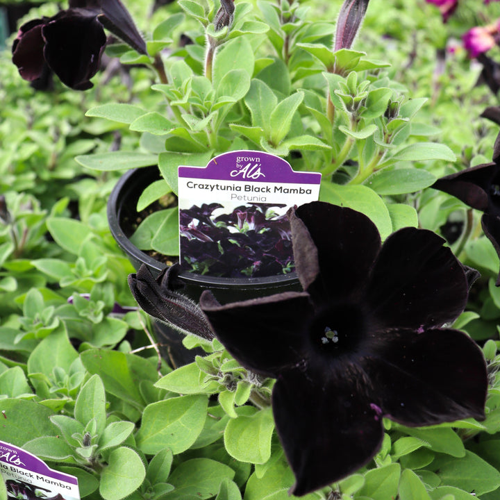 Petunia x 'Crazytunia Black Mamba' Premium Petunia, Annual