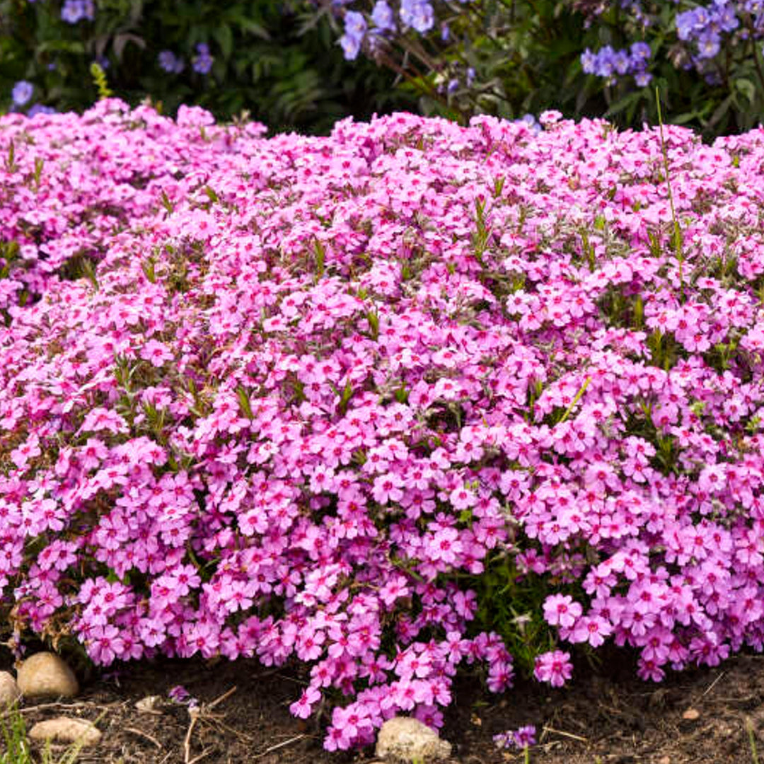 Phlox subulata 'Eye Caramba' PPAF Creeping Phlox, 1 Gallon Perennials
