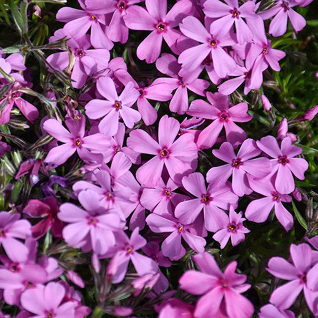 Phlox subulata 'Spring Dark Pink' Creeping Phlox, 1 Gallon Perennials