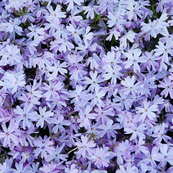 Phlox subulata 'Balsashac' Creeping Phlox, 1 Gallon Perennials