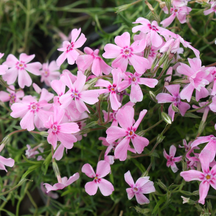 Phlox subulata 'Spring Pink Dark Eye' Creeping Phlox, 1 Gallon Perennials