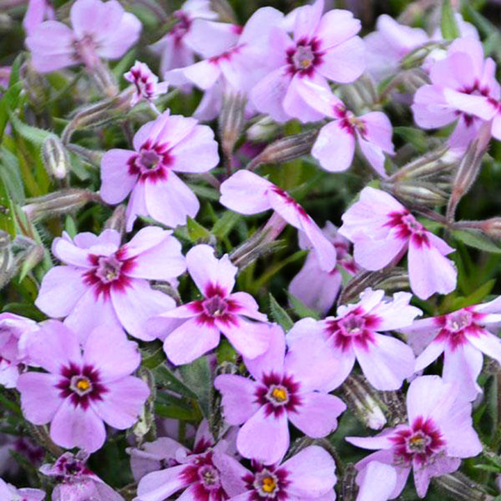 Phlox subulata 'Spring Pink Dark Eye' Creeping Phlox, 1 Gallon Perennials
