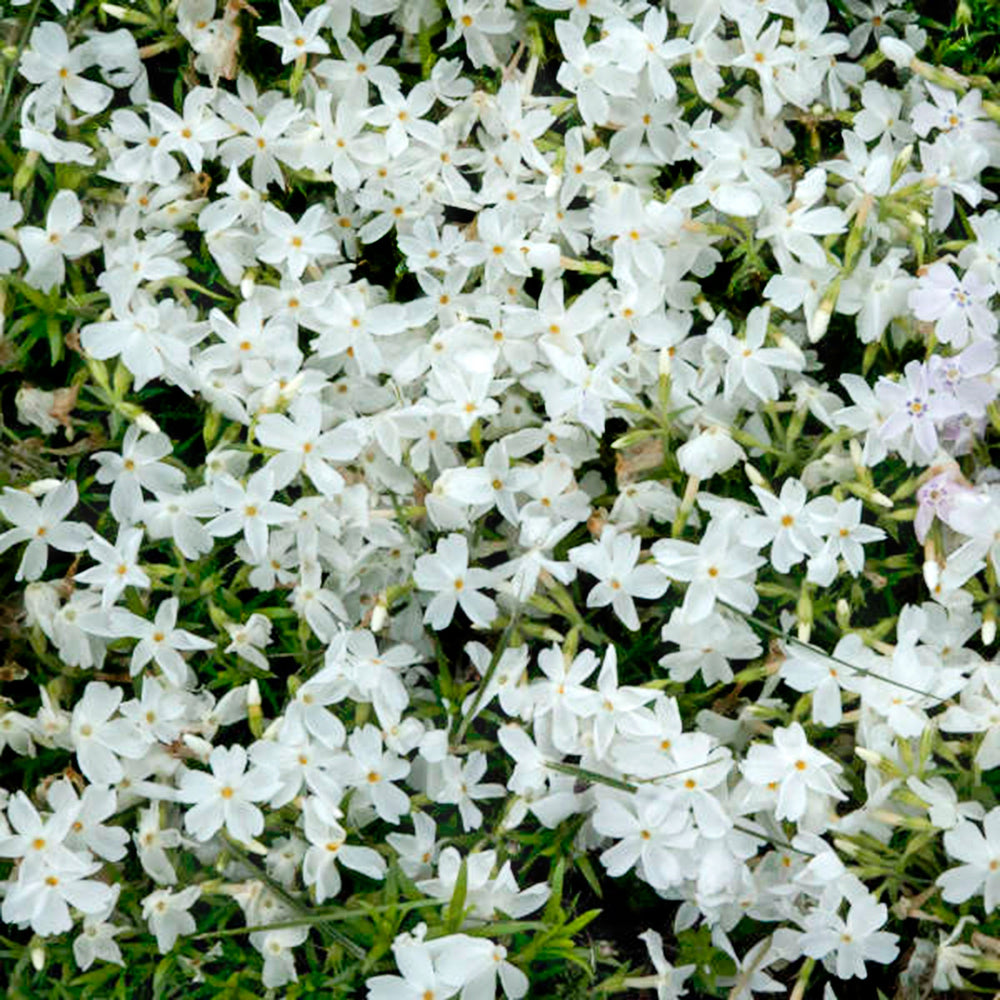 Phlox subulata 'Spring White' Creeping Phlox, 1 Gallon Perennials