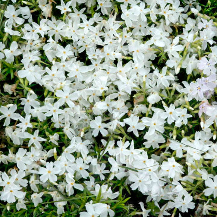 Phlox subulata 'Spring White' Creeping Phlox, 1 Gallon Perennials