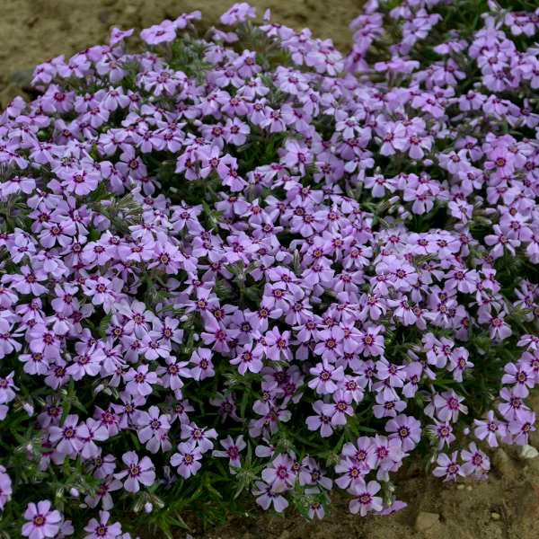 Phlox subulata 'Eye Candy' PP31484 Creeping Phlox, 1 Gallon Perennials