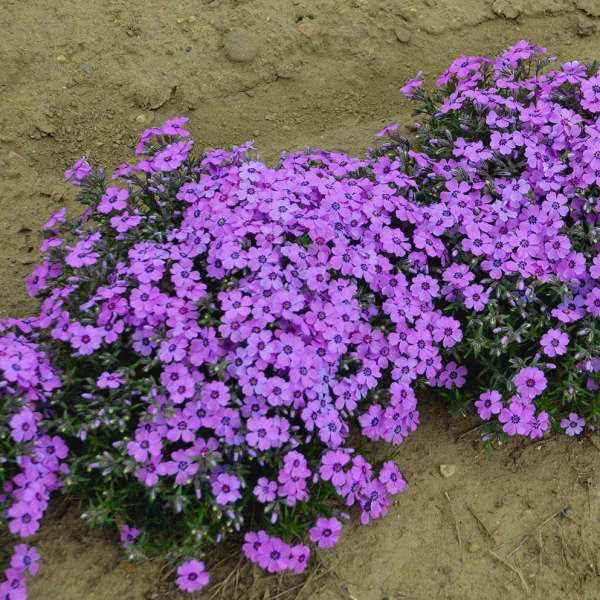 Phlox subulata 'Eye Shadow' PP31169 Creeping Phlox, 1 Gallon Perennials