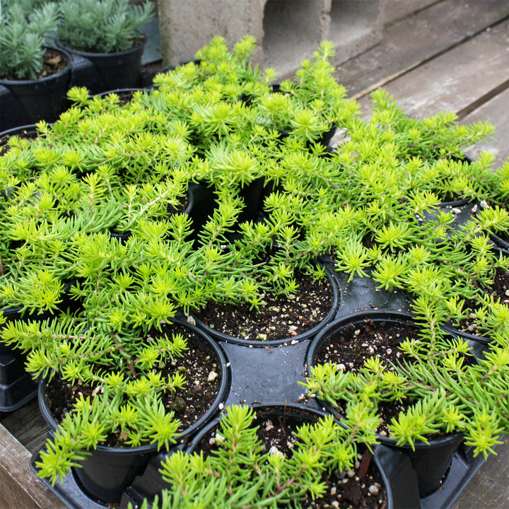 Sedum rupestre 'Angelina' Creeping Sedum, 1 Quart Perennials